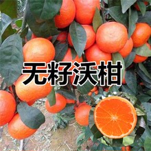 柑橘树嫁接苗沃柑树苗盆栽地栽南北方种植四季果苗当年结果丑橘树