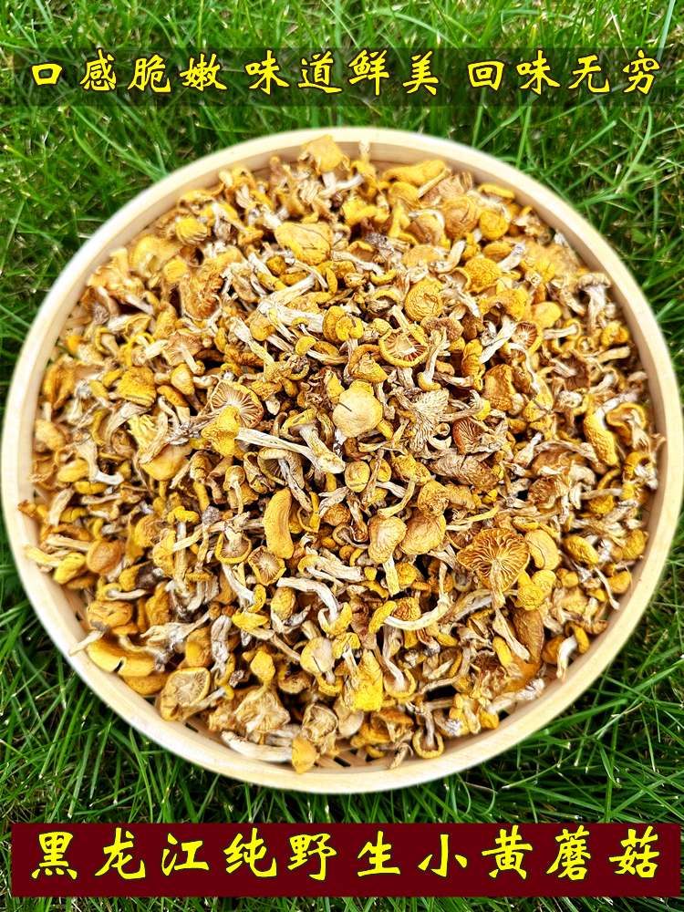 小黄蘑菇野生