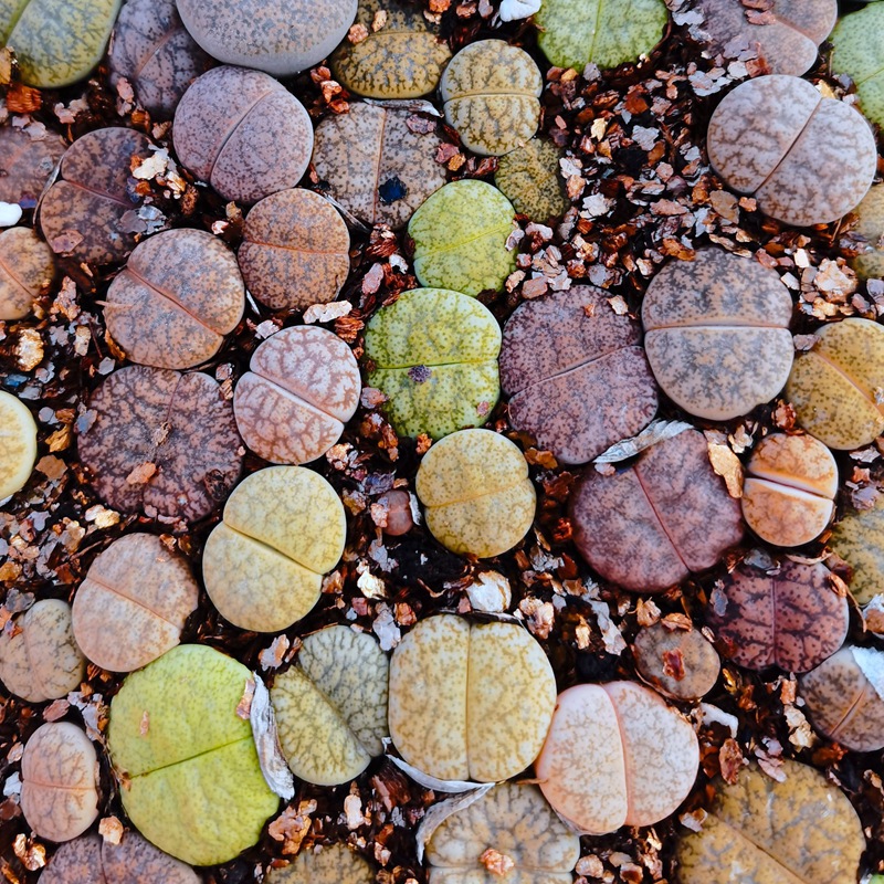 大棚基地直供批发包邮生石花杂交绿紫勋杂绫耀玉一箭之遥多肉植物