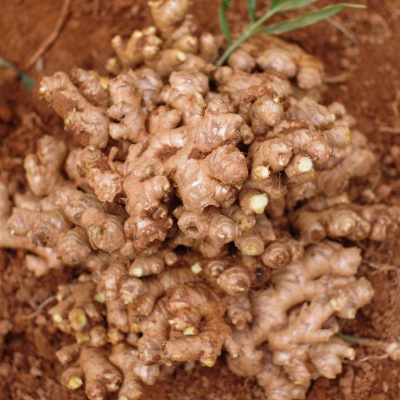 小黄姜云南姜文山生姜食用老姜罗平月子现挖批发1/3/5斤老姜包邮