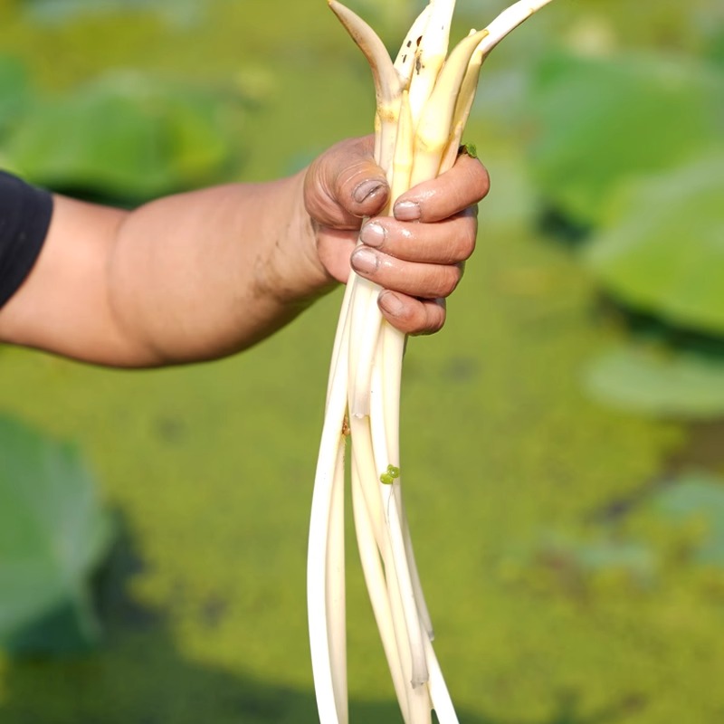 老余家藕苫洪湖新鲜藕带嫩藕尖湖北特产莲藕带藕肠子现采现发顺丰