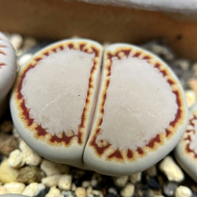 生石花清阳台,生石花饼干,双头母本开花株,细线边线,超大窗,_阿里巴巴