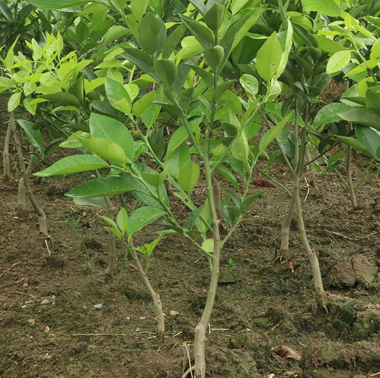 沙糖桔树苗地栽盆栽南方北方种植橘子树苗柑桔果树果苗嫁接砂糖橘