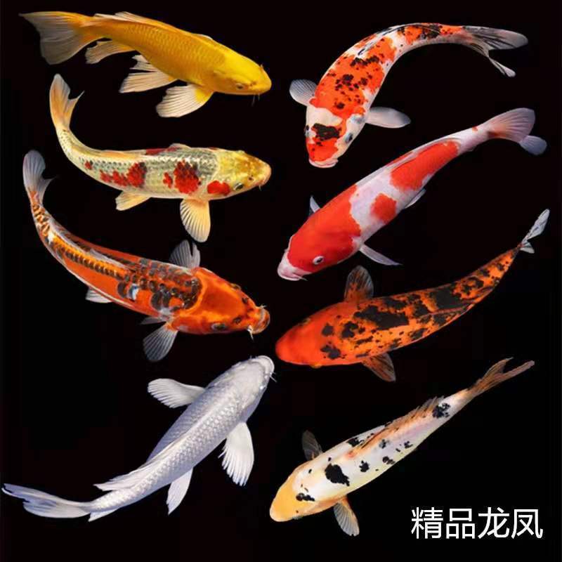 锦鲤活鱼锦鲤鱼金鱼活鱼招财鱼冷水鱼淡水鱼招财鱼风水鱼纯种