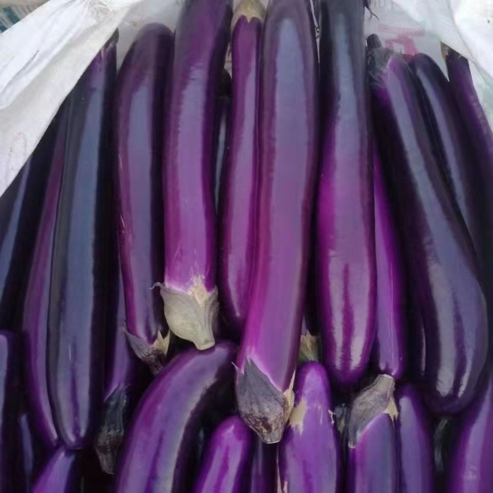 紫长茄子 山东农家露天新鲜紫皮茄子