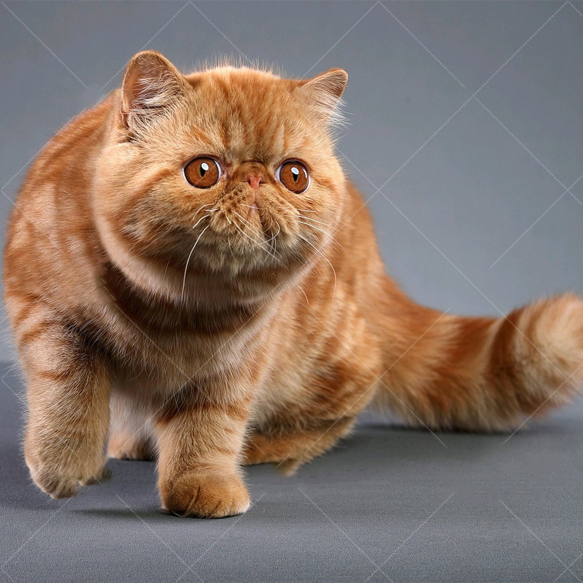 宠物猫咪活物红虎斑异国短毛猫加菲猫 高地波斯猫幼猫有芯片纯种