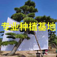 本地造型黑松价格 黑松批发 日本黑松基地供应别墅庭院造景树