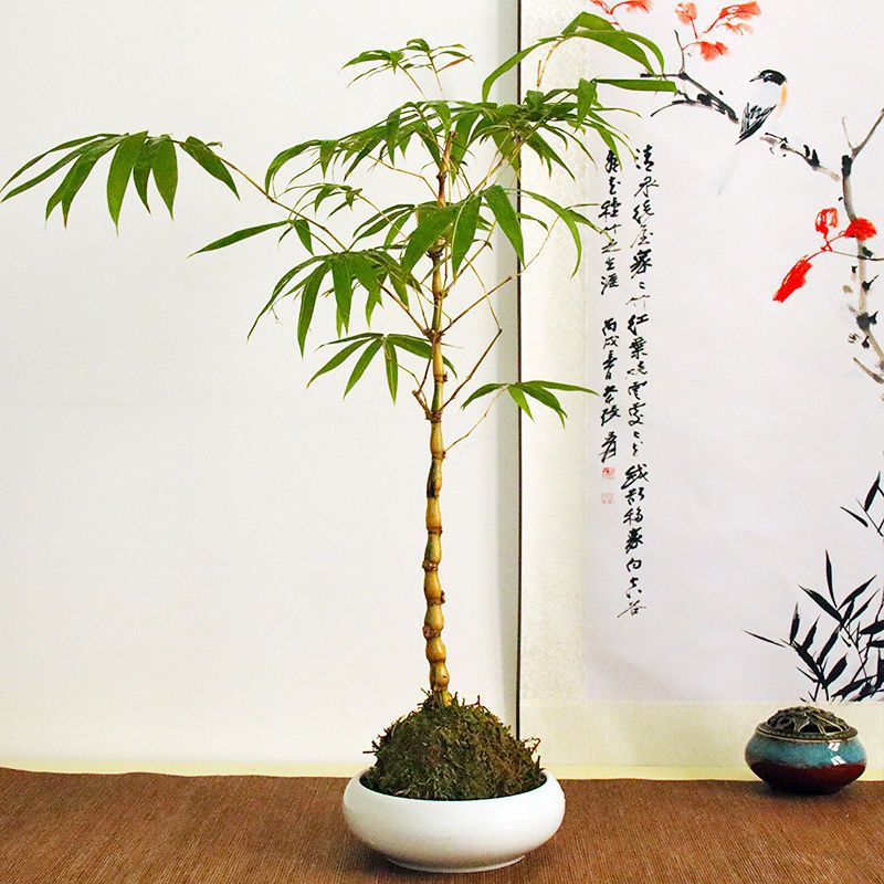 黄金竹金丝佛肚竹带紫砂盆栽室内玄关客厅绿植弥勒佛大肚子好养活