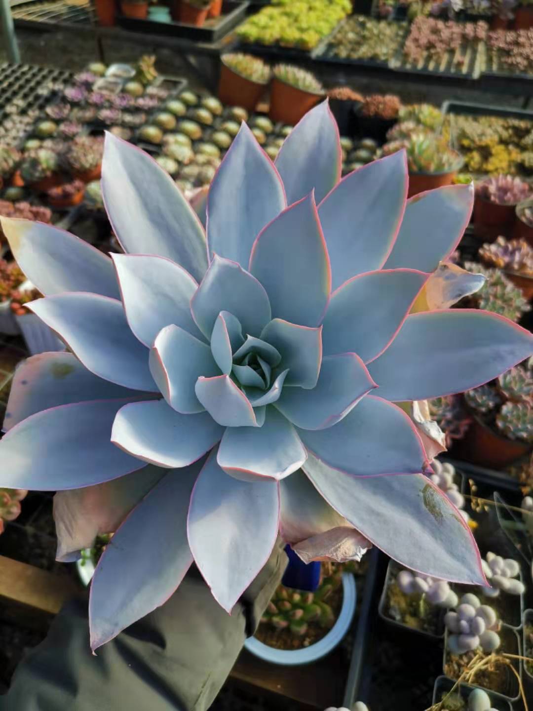 三仙广寒宫晚霞蓝光 大 多肉老桩赫拉 满35包邮 小花农多肉基地