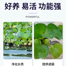 水葫芦浮萍水草鱼缸鱼池水上植物和鱼共养冒泡净化水质养鱼水芙蓉