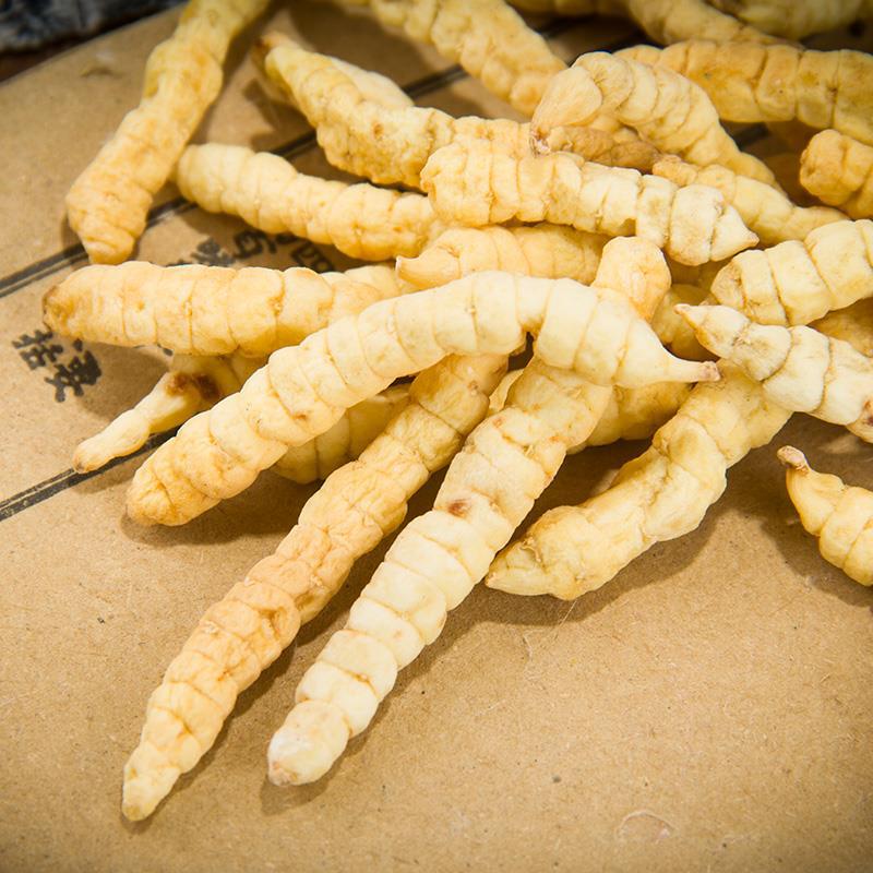 中药材 草石蚕 地蚕 土冬虫草 泽兰根 白虫草花草茶500克包邮