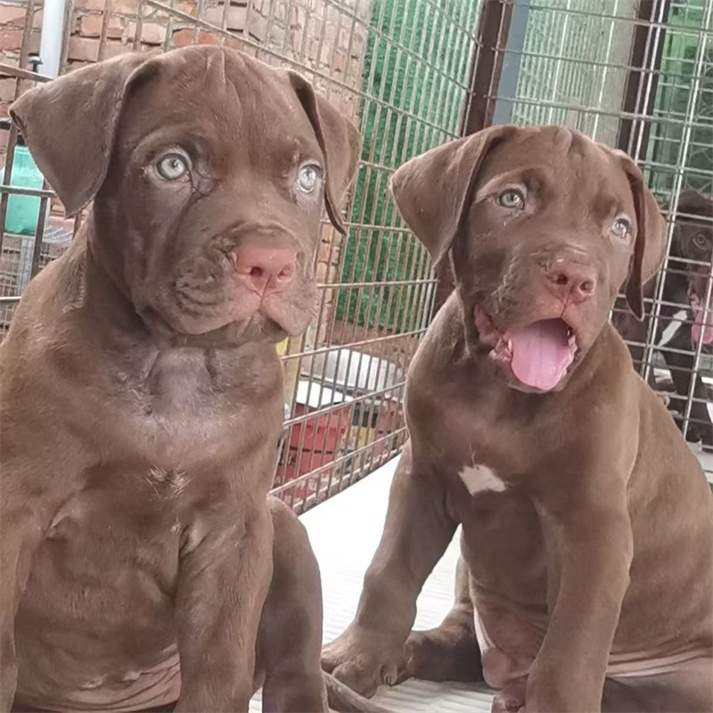出售纯种比特犬巨型比特狩猎犬比特活体幼犬大骨架斗狗看家护幼犬