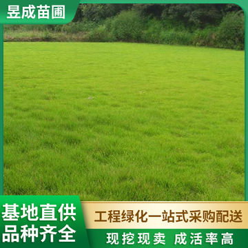 供应草种 台湾青草坪 四季青草坪 优质货源 混播台湾青-阿里巴巴