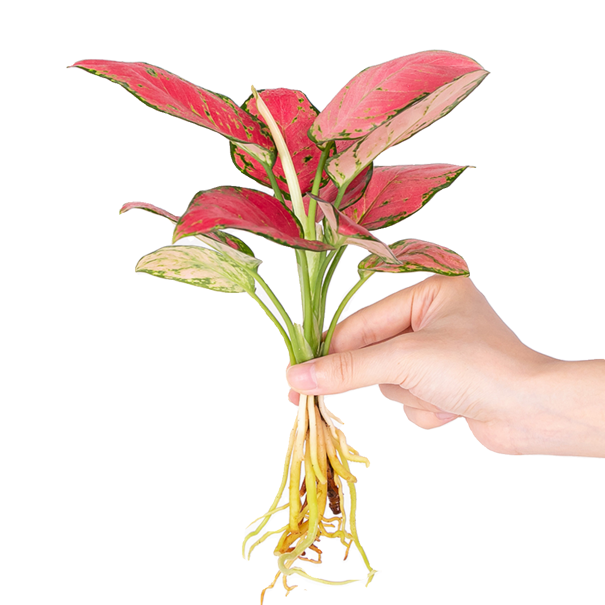 水培植物绿植四季水生裸根富贵竹绿萝吉利红办公室内桌面水养盆栽