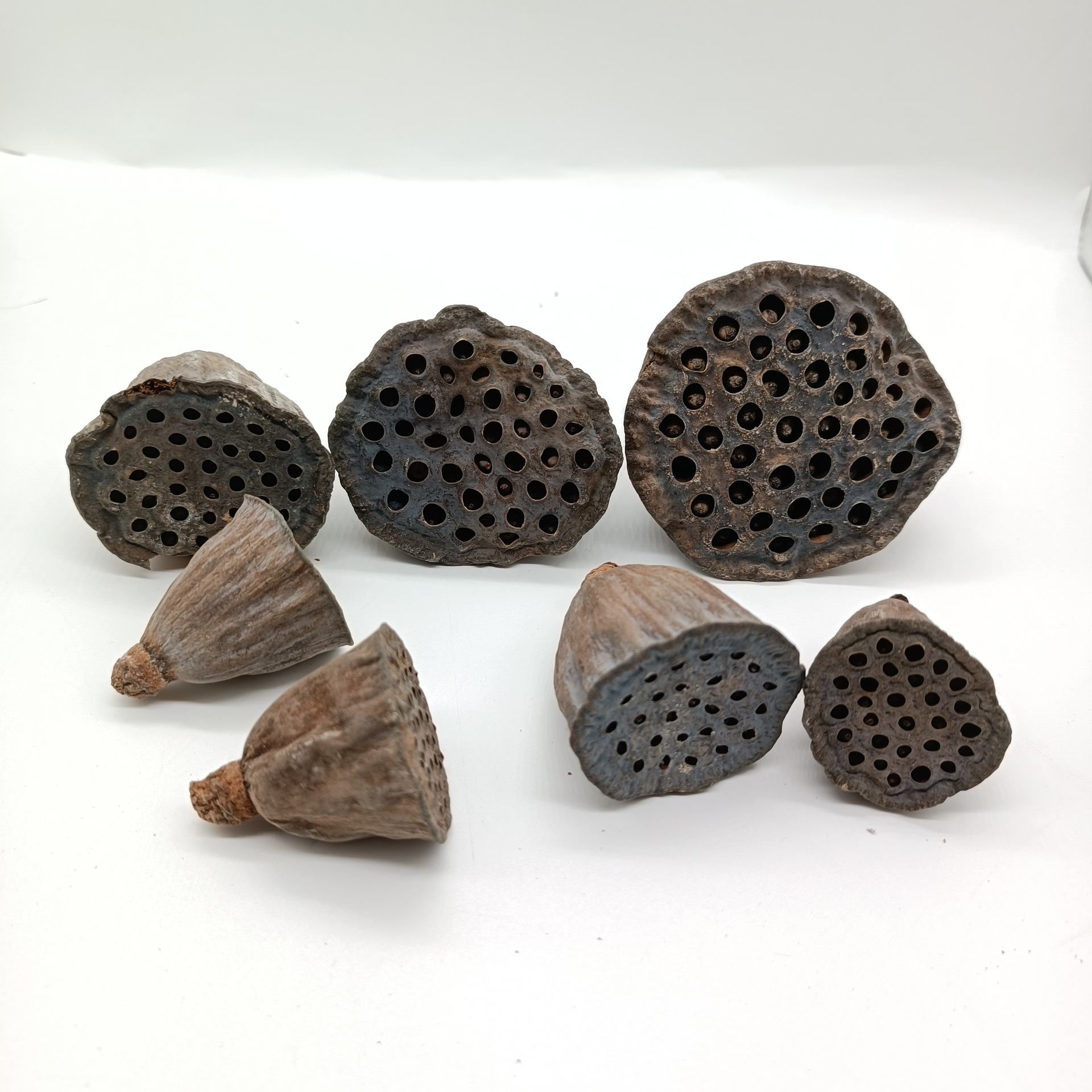 禅意干花艺术天然莲蓬带籽小莲蓬头干花干果拍摄道具装饰摆件有籽