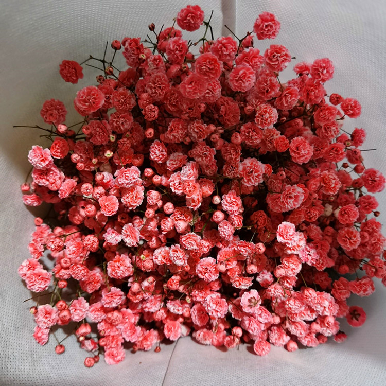 云南昆明满天星鲜花千万星伊洛斯花束半干花真花吸色鲜花直批批发