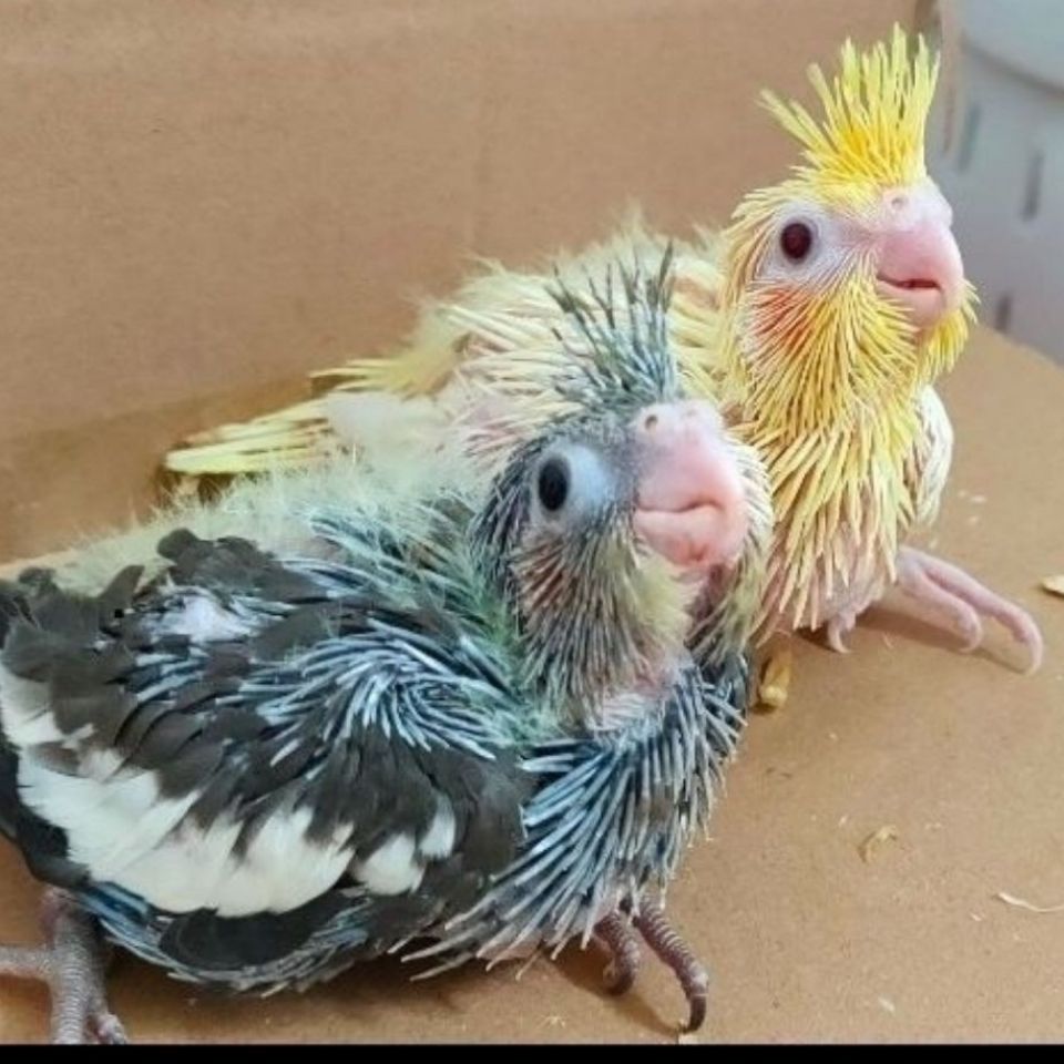 玄凤鹦鹉鸟活体雏鸟幼鸟手养黄化玄风公母学会说话精品珍珠宠物鸟