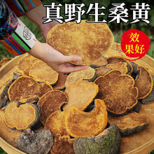 【65 年份】西藏正品野生桑黄正宗灵芝林芝桑黄500克