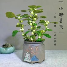 小盼菩提树盆栽带果植物室内花办公室绿植盆景客厅禅意摆件好养活