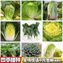 四季播黄芽菜黄心菜黑油白菜大白菜种子青菜娃娃菜阳台庭院蔬菜籽