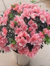 新疆包邮正宗南通五宝绿珠杜鹃杜鹃_阿里巴巴找货神器