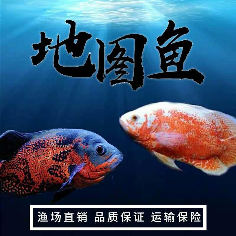 黑白地图鱼耐活好养猪仔鱼花猪鱼大型热带观赏鱼银龙鹦鹉鱼招财鱼