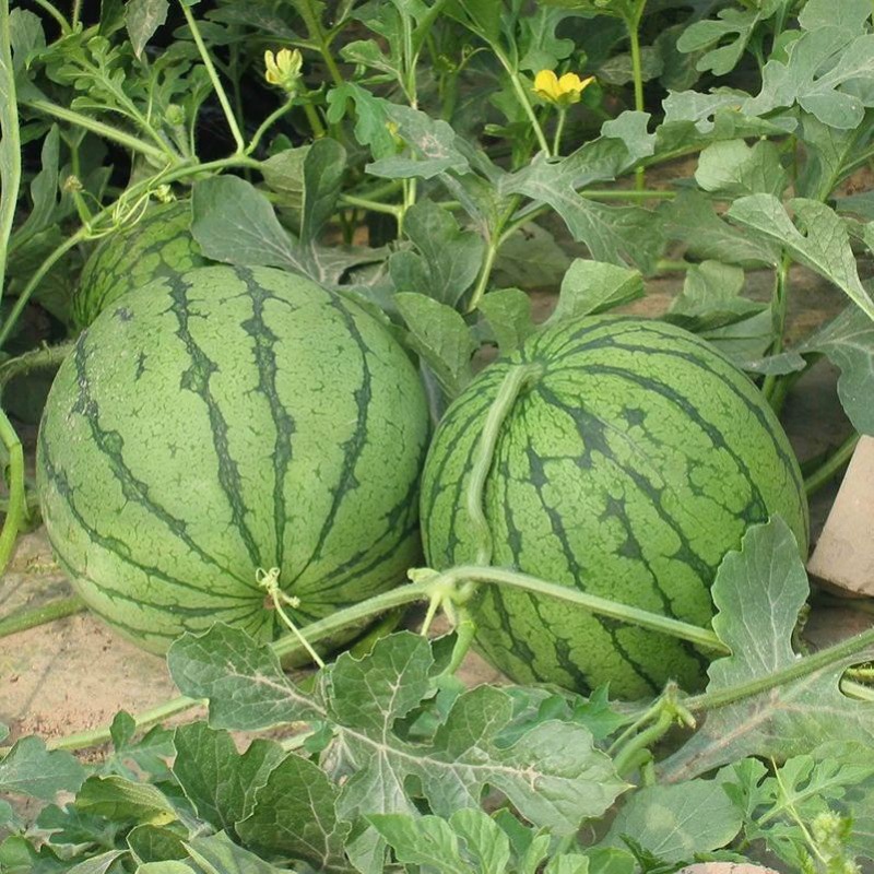 79成交7吨西瓜吐司软面包儿童早餐学生网红夹心土司零食蛋糕整箱批发