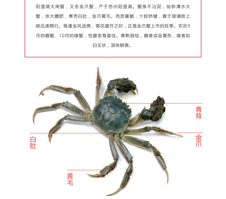 现货鲜活大闸蟹产地直发阳澄湖镇螃蟹鲜活水产足斤足两采购批发