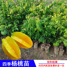 正宗台湾四季红杨桃树苗甜嫁接当年结果带土带叶广西耐寒盆栽地栽