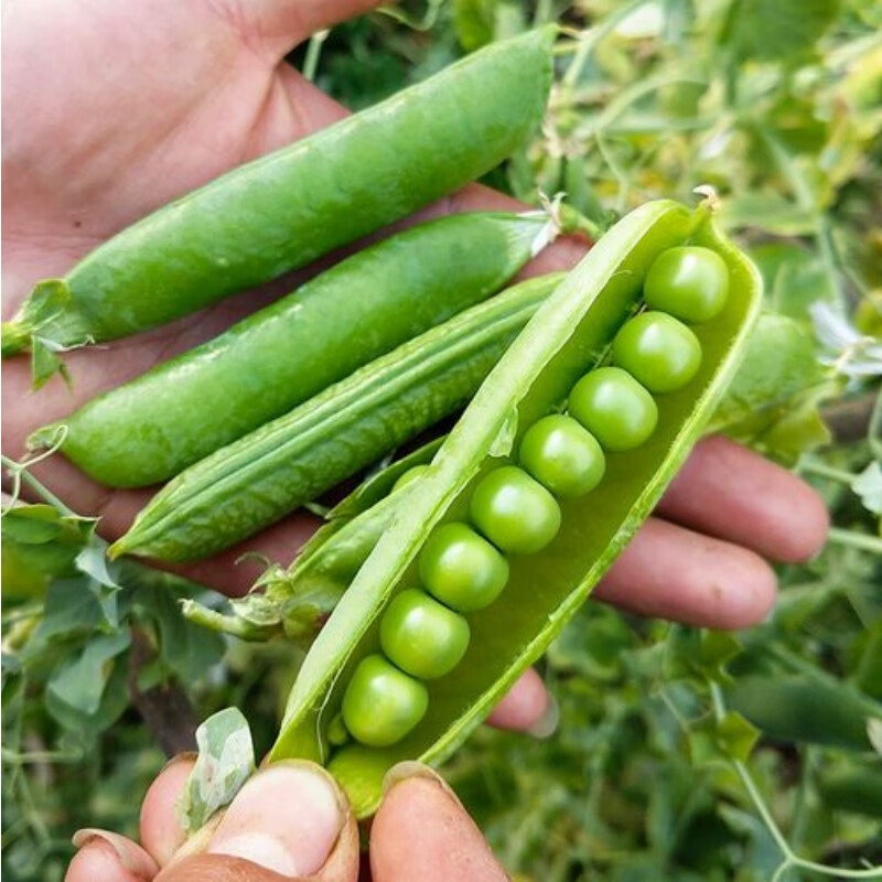 云南新鲜带壳豌豆荚青豌豆角农田现采现发新鲜蔬菜甜豌豆9斤包邮