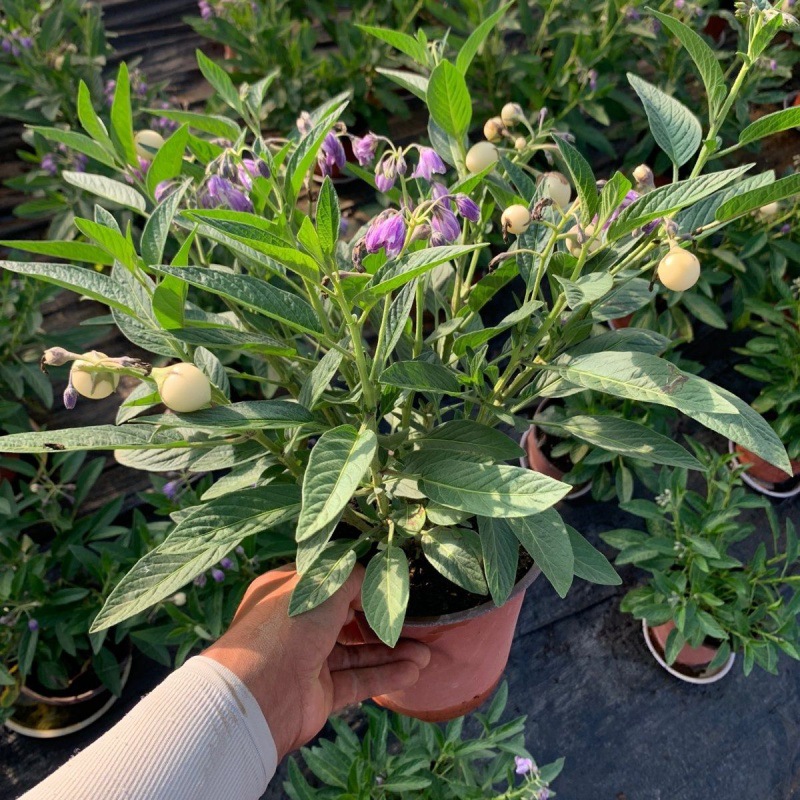 人参果盆栽昆地直销圆果带花果观果可食用四季阳台庭院亚马逊代发