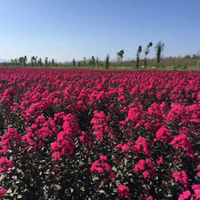 基地批发美国紫薇树苗 红叶紫薇苗红花紫薇苗观花红火箭 红火球等