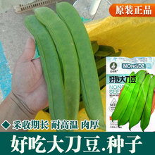 精选刀豆种苗无筋大刀豆苗嫩芽发货易种易活农家田园盆栽蔬菜苗