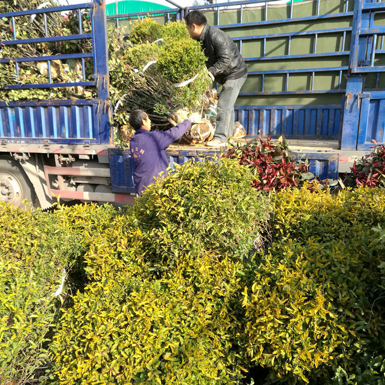 绿化苗木基地80-150金冠女贞球直供金冠女贞球价格金叶女贞球批发