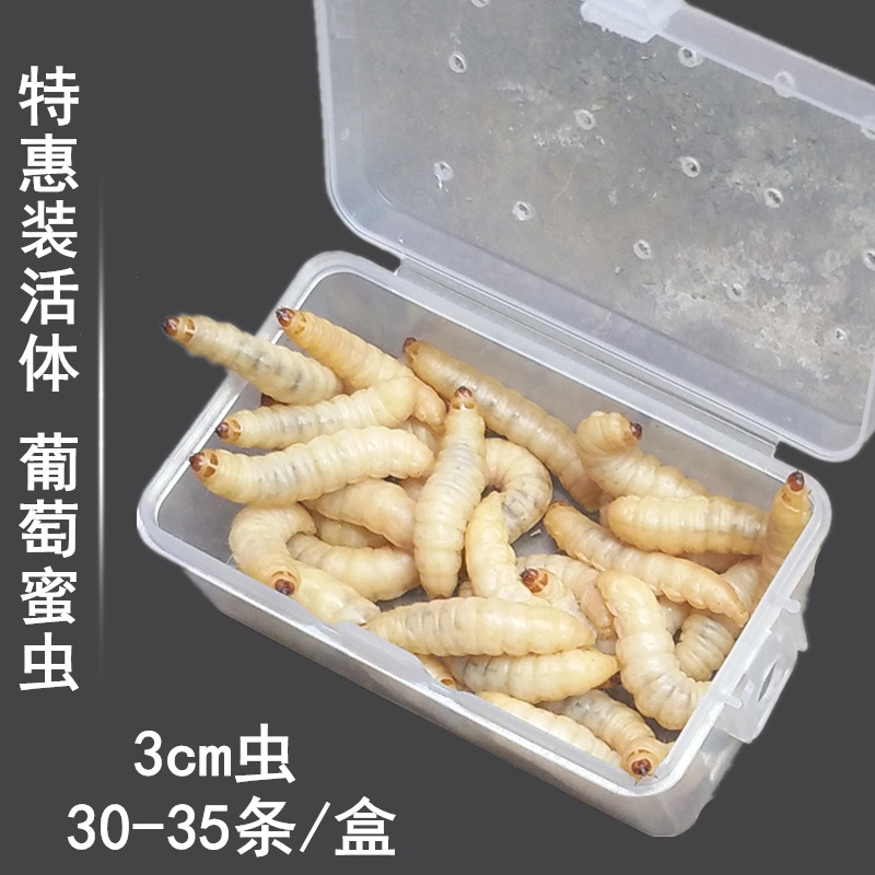 玉米虫葡萄蜜虫大号活虫大蜡螟幼虫活体鱼饵绣眼画眉鸟食饲料包邮