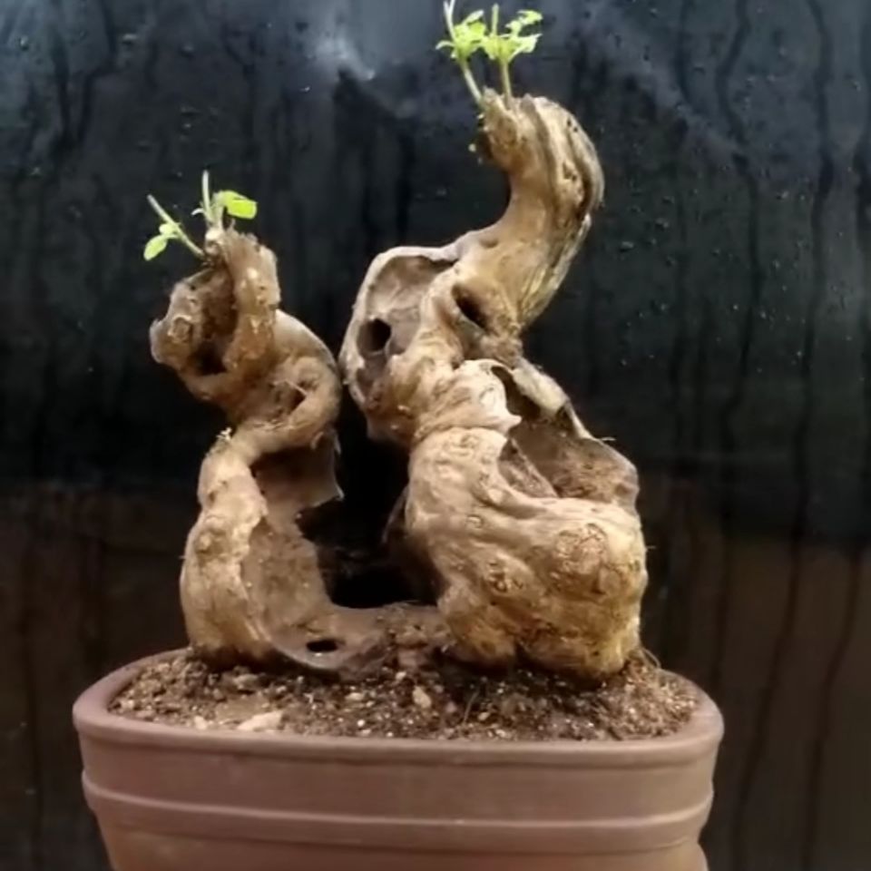 黄荆盆景素材生桩带舍利碳化镂空掌上盆栽办公室植物荆疙瘩绿植