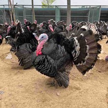 青铜火鸡苗活体成年脱温尼古拉火鸡幼苗批发价格青铜贝蒂娜火鸡