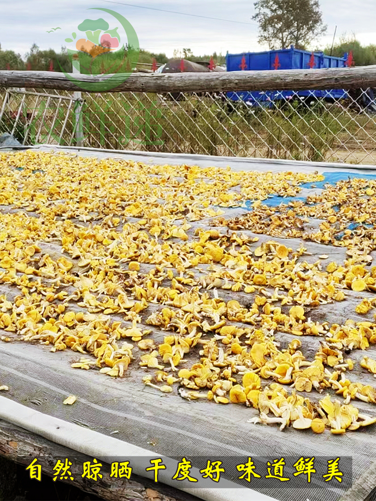 东北野生小黄蘑菇干货黄松蘑黄油蘑菇口感嫩滑煲汤炖鸡干菌菇500g