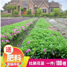 杜鹃苗木 树苗四季常青庭院绿化苗木 花园植物庭院绿植花卉毛杜娟