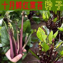 红菜苔种子种籽孑菜种苔菜广东菜心菜薹菜籽苗秋冬季四季蔬菜南方