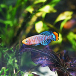 上海热带鱼电光du药灯鱼超级du药灯鱼南美稀有高端灯鱼草缸群游