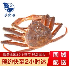 【活鲜】乐食港 俄罗斯板蟹长脚蟹松叶蟹 大螃蟹 活蟹海鲜水产 13