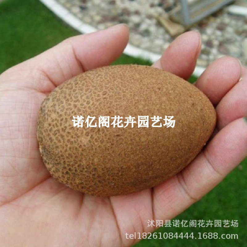 四季人心果苗嫁接大果庭院盆栽仁心果树人参果吴凤柿带果树苗地栽