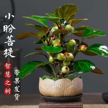 盆景盆栽带果绿小盼菩提菩提树好养中式禅意创意植物室内桌面摆件