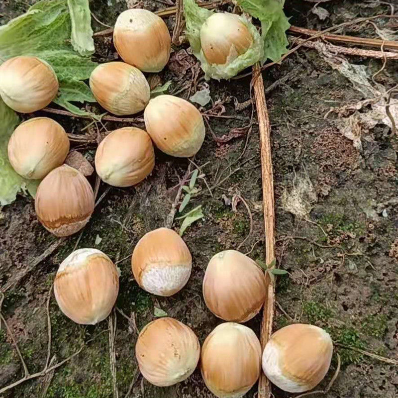 榛子2021年新鲜手剥去皮湿的东北大薄皮水瓤批发价出售零食亚马逊