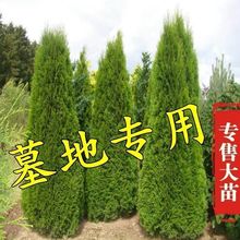 柏树松蜀桧苗柏木塔柏宝塔树苗树苗龙柏树苗大树柏树四季常青松松