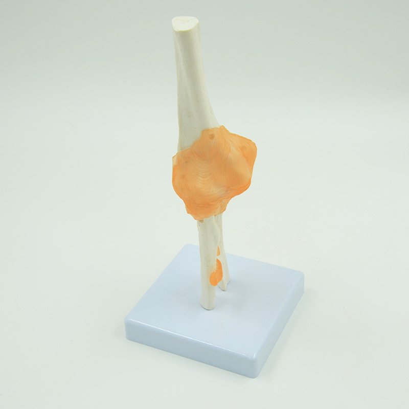 肘关节模型人体骨骼解剖教具医药礼品骨头教学尺骨桡骨肱骨 正品