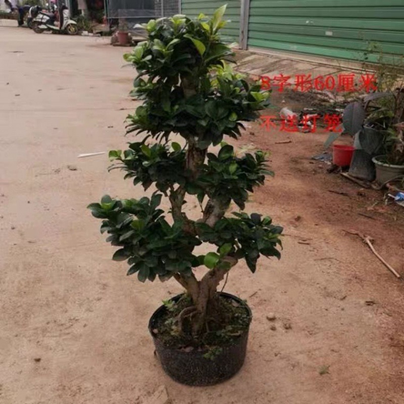 字金钱榕树盆栽室外植物大型花卉绿植老根阳台人参榕树盆景老桩批