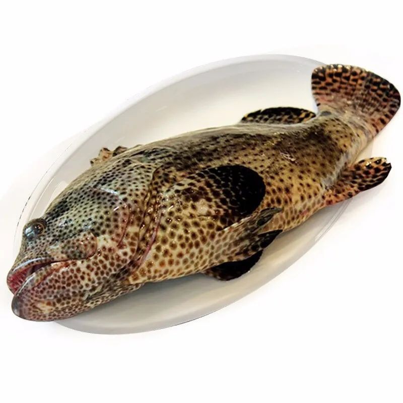 3条顺丰包邮 深海野生石斑鱼鲜活石斑鱼冷冻珍珠斑鱼龙胆老虎斑