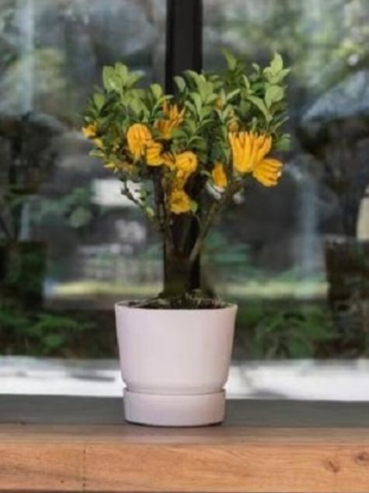 金华锦林佛手盆栽/佛手柑盆栽/千指佛手小果盆栽带果小果佛手盆景